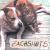 Аккорды Zachshots